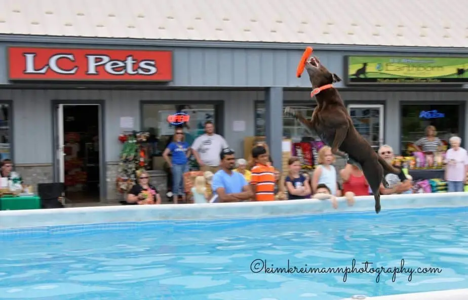 Lake Country Pet Fest at LC Pets Lake Country Family Fun
