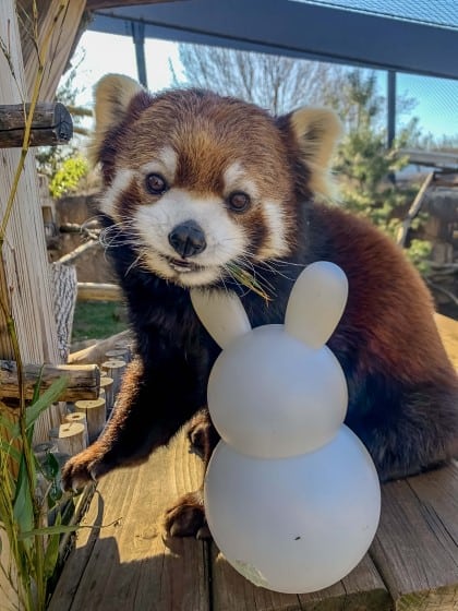 Milwaukee County Zoo Egg Day 2023