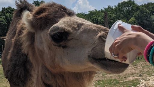 Safari Lake Geneva Camel Drive Thru Zoo