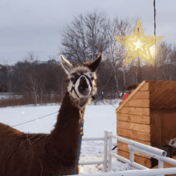 Live Nativity Guide