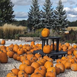 Wisconsin Pumpkin Farms Wisconsin Pumpkin Patches