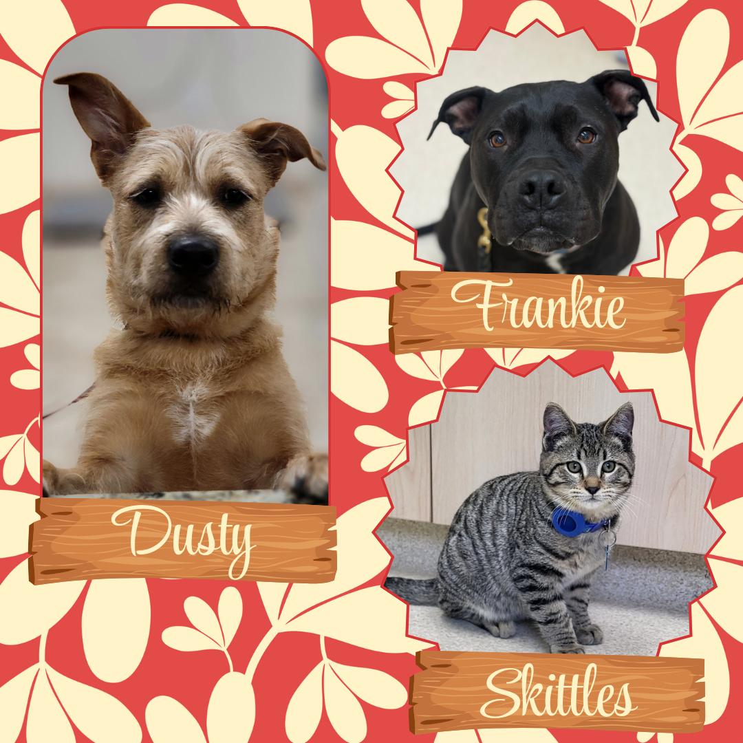 Oconomowoc Area Hospital Vet 2026