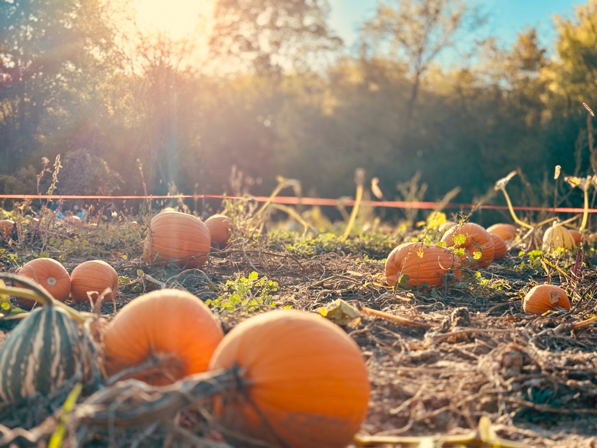 Dayspring Pumpkin Harvest